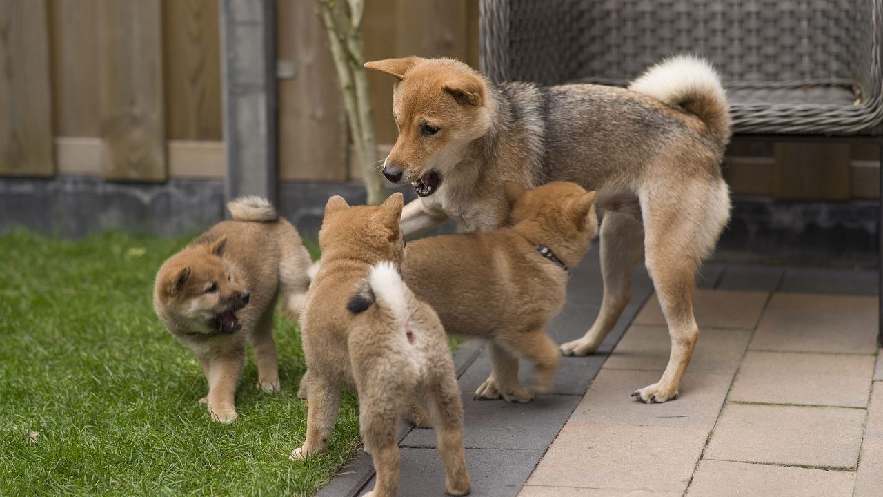 柴犬の性格はキツイって本当 飼うなら知っておきたい柴犬の性格 ソレオモブログ800