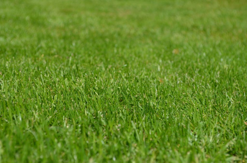 伸びきった芝生を綺麗に！雑草を取り除いてお庭を簡単にお手入れする方法｜ソレオモブログ800