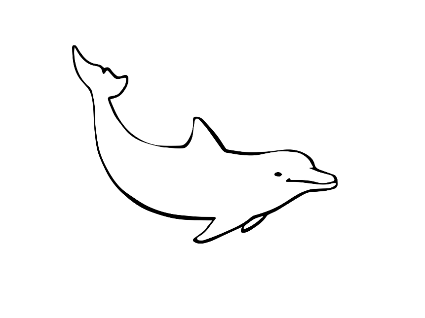 風水ではイルカの絵を飾るといい 方角や角度でもっと幸運が起こる ソレオモブログ800